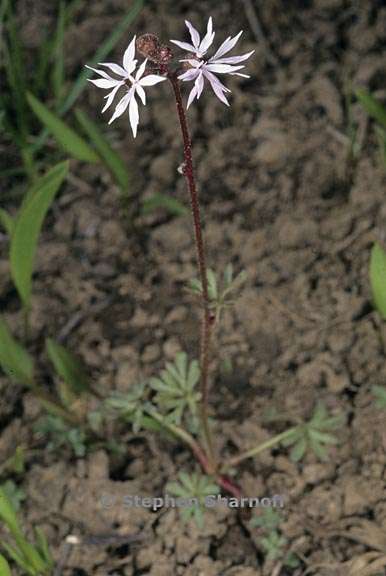 lithophragma glabrum 1 graphic